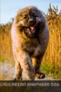 Caucasian Shepherd Dog - Preview