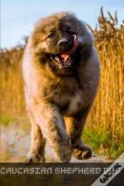 Capa do artigo Caucasian Shepherd Dog