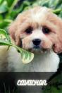 Cavachon - Preview