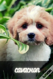 Capa do artigo Cavachon
