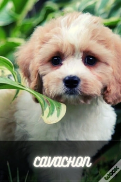 Capa do artigo Cavachon