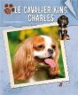 Cavalier King Charles - Preview