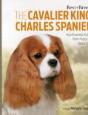 Cavalier King Charles Spaniel - Preview
