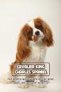 Cavalier King Charles Spaniel - Preview