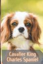 Cavalier King Charles Spaniel - Preview