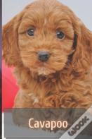 Cavapoo