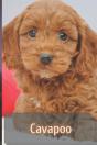 Cavapoo - Preview