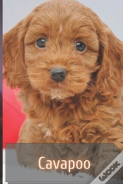 Capa do artigo Cavapoo
