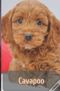 Capa do artigo Cavapoo