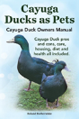 Cayuga Ducks As Pets. Cayuga Duck Owners - Preview