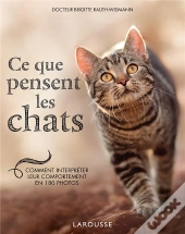 Ce Que Pensent Les Chats