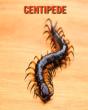 Centipede - Preview