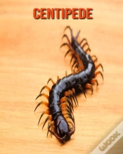 Capa do artigo Centipede