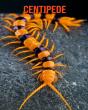 Centipede - Preview