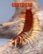 Centipede - Preview