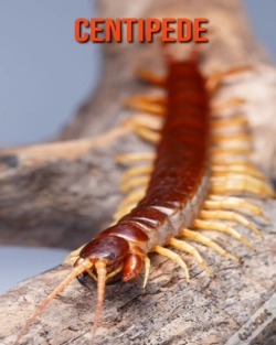 Capa do artigo Centipede