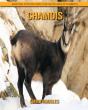 Chamois - Preview