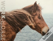 Capa do artigo Charlotte Dumas - Work Horse