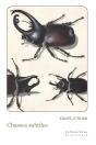 Chasses Subtiles - Preview
