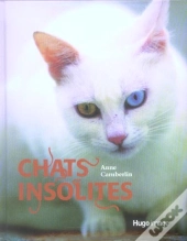 Chats Insolites