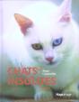Chats Insolites - Preview