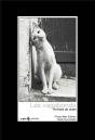 Chats Vagabonds : Portraits De Chats - Preview