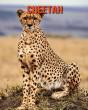 Cheetah - Preview