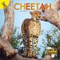Cheetah - Preview