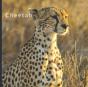 Cheetah - Preview