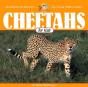 Cheetahs For Kids - Preview