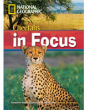 Cheetahs In Focus - Preview