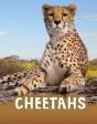 Cheetahs - Preview