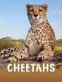 Cheetahs - Preview
