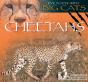 Cheetahs - Preview