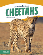 Cheetahs - Preview