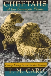 Cheetahs Of The Serengeti Plains