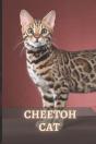 Cheetoh Cat - Preview