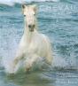 Chevaux De Camargue - Preview