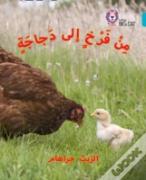Chick To Hen