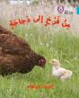 Chick To Hen - Preview