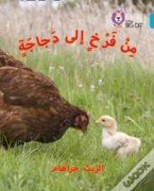 Chick To Hen