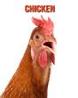 Chicken - Preview