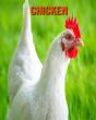 Chicken - Preview