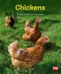 Chickens - Preview