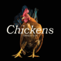 Chickens - Preview