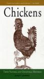 Chickens - Preview