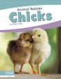 Chicks - Preview