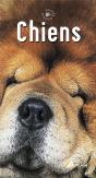 Chiens - Preview