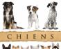 Chiens - Preview