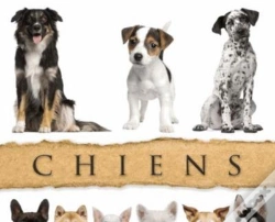Capa do artigo Chiens